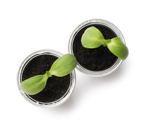 Photo of Green seedlings growing in coffee capsules isolated on white, top view