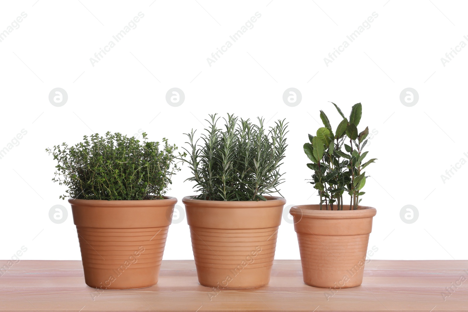 Photo of Pots with thyme, bay and rosemary on wooden table against white background