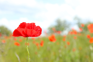 Beautiful red poppy flower growing in field, closeup. Space for text