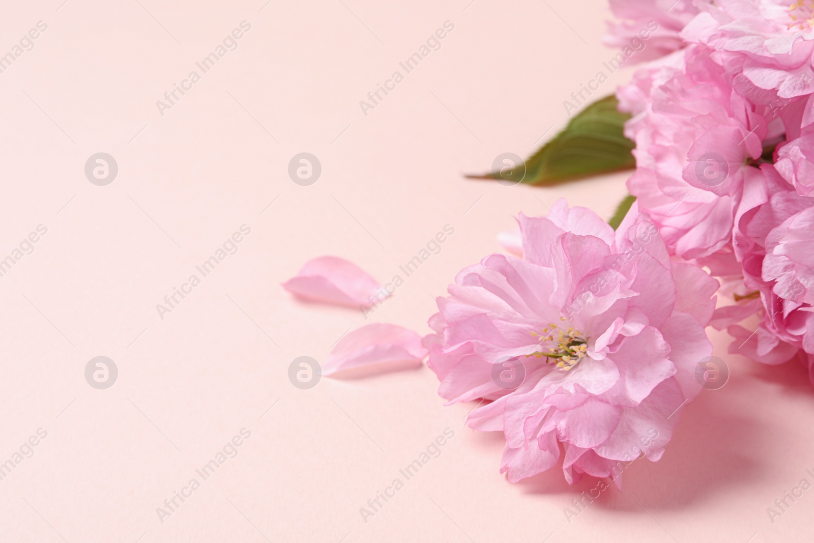 Photo of Beautiful sakura tree blossoms on pink background, closeup. Space for text