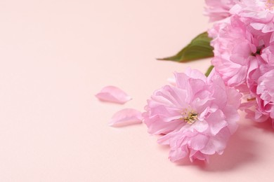 Beautiful sakura tree blossoms on pink background, closeup. Space for text