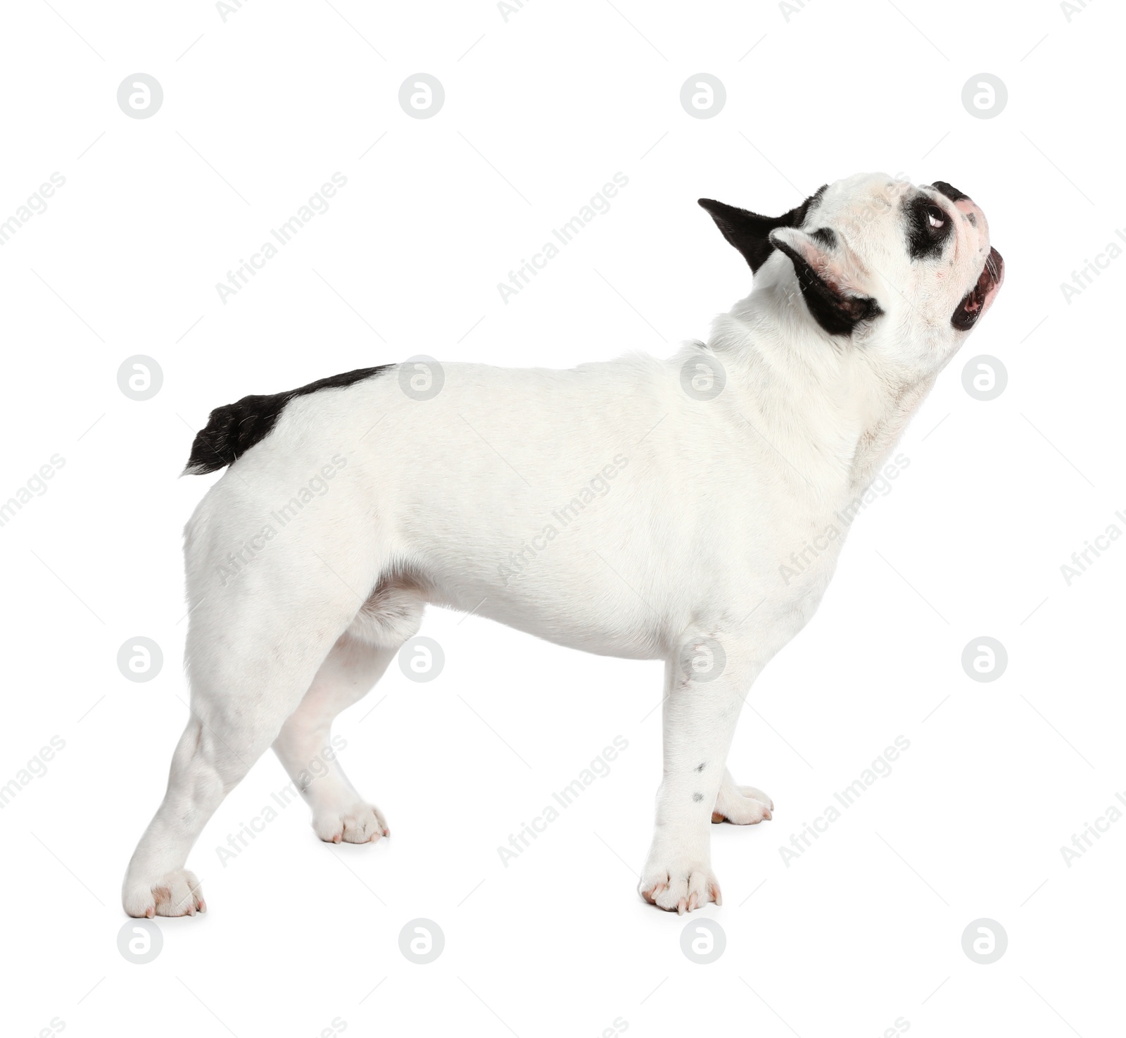 Photo of French bulldog on white background. Adorable pet