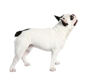 French bulldog on white background. Adorable pet