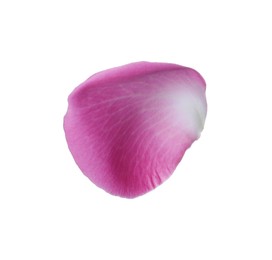 Photo of Pink rose flower petal on white background