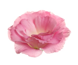 Photo of Beautiful fresh Eustoma flower on white background