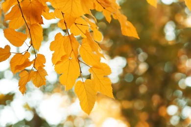 Photo of Bright leaves on blurred background, outdoors. Autumn day