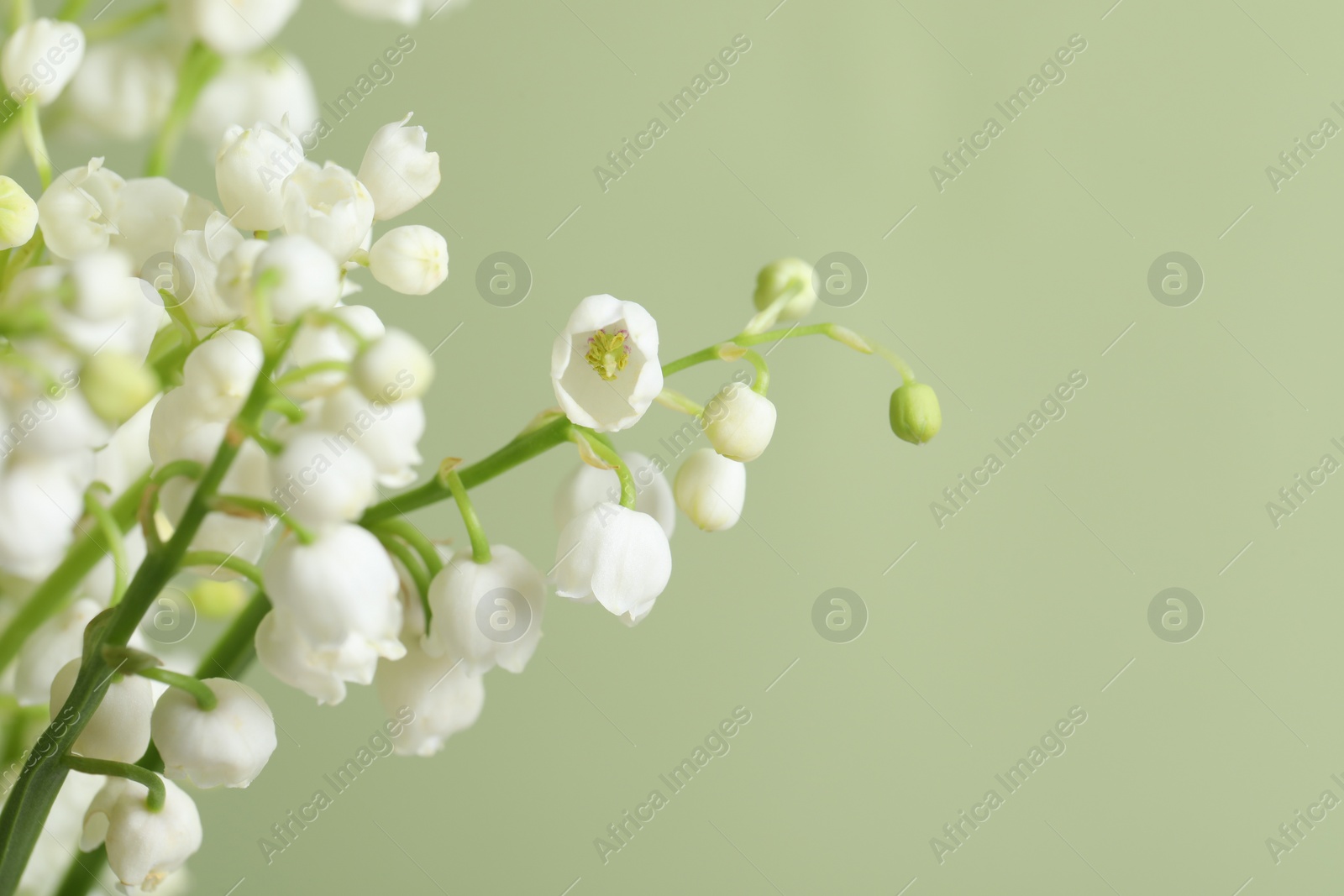 Photo of Beautiful lily of the valley flowers on light green background, closeup. Space for text