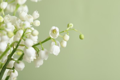 Beautiful lily of the valley flowers on light green background, closeup. Space for text