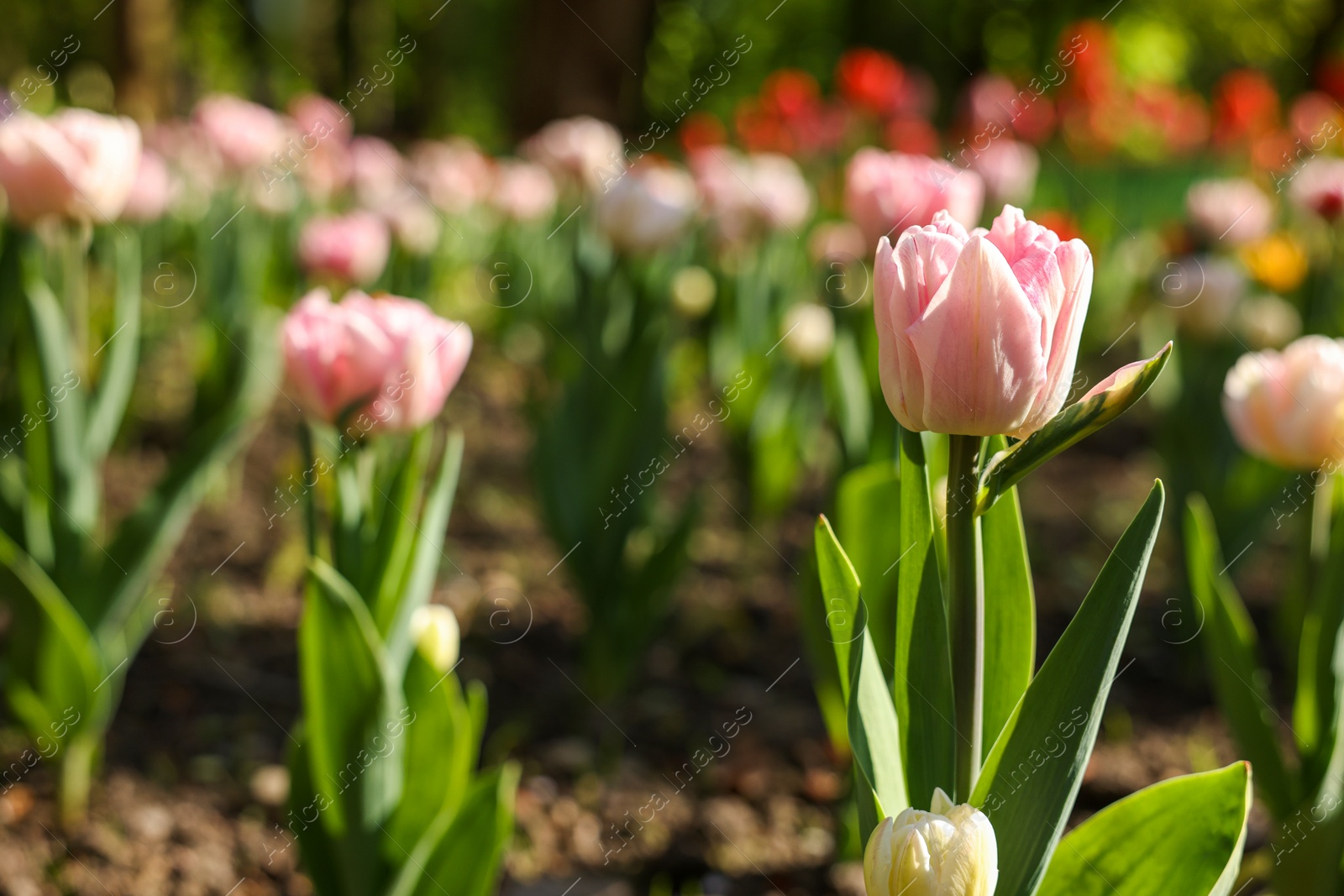 Photo of Beautiful pink tulips growing outdoors on sunny day