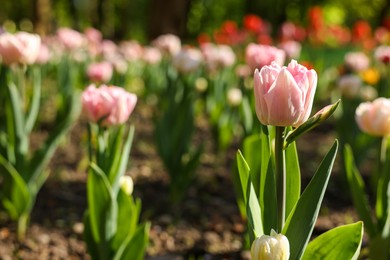 Photo of Beautiful pink tulips growing outdoors on sunny day