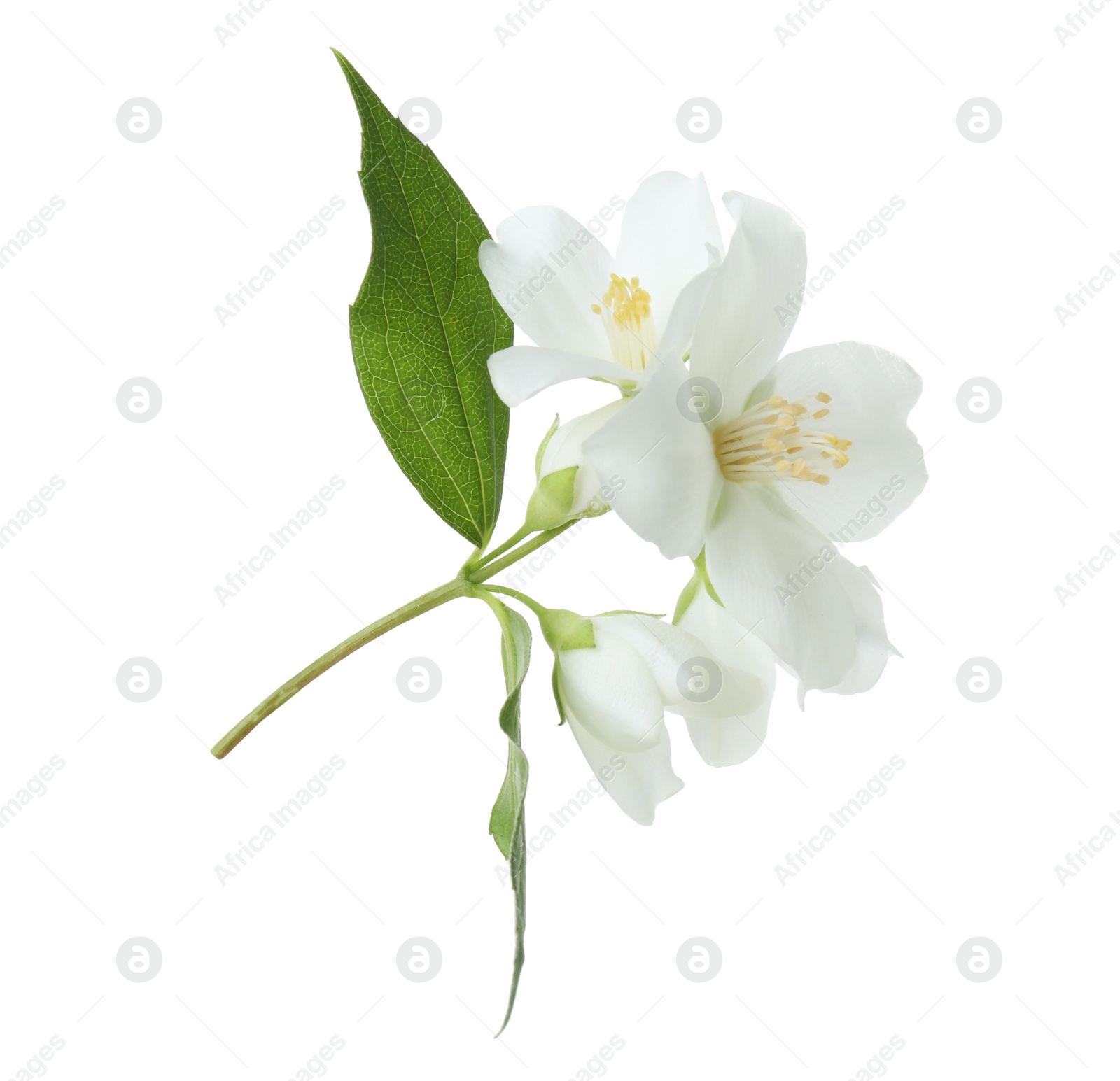 Photo of Branch of jasmine flowers and leaves isolated on white