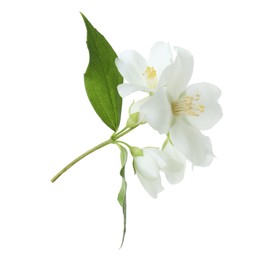 Photo of Branch of jasmine flowers and leaves isolated on white