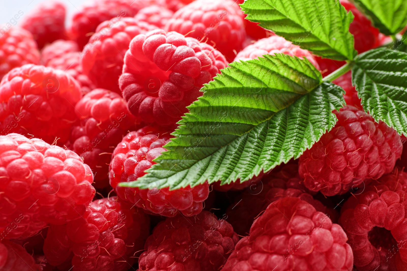 Photo of Fresh ripe raspberries with leaves as background, closeup