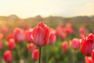 Closeup view of beautiful fresh tulips on field, space for text. Blooming spring flowers