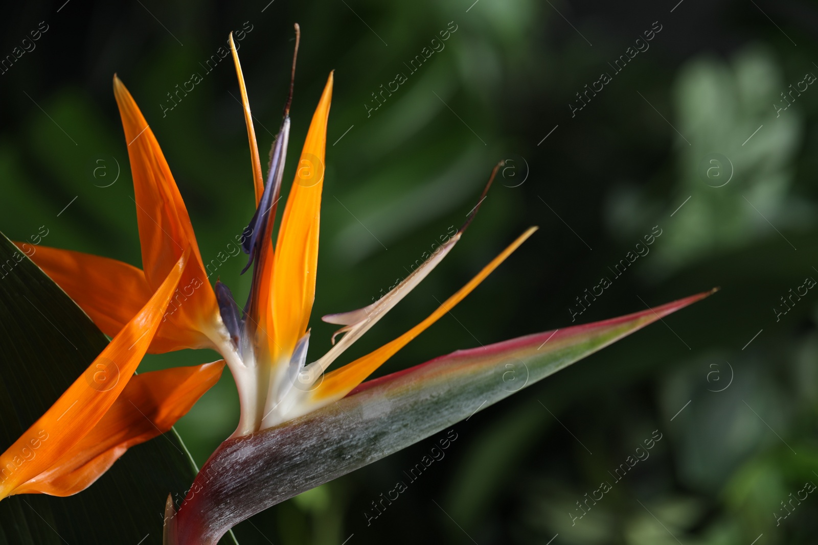 Photo of Bird of Paradise tropical flower on blurred background, closeup