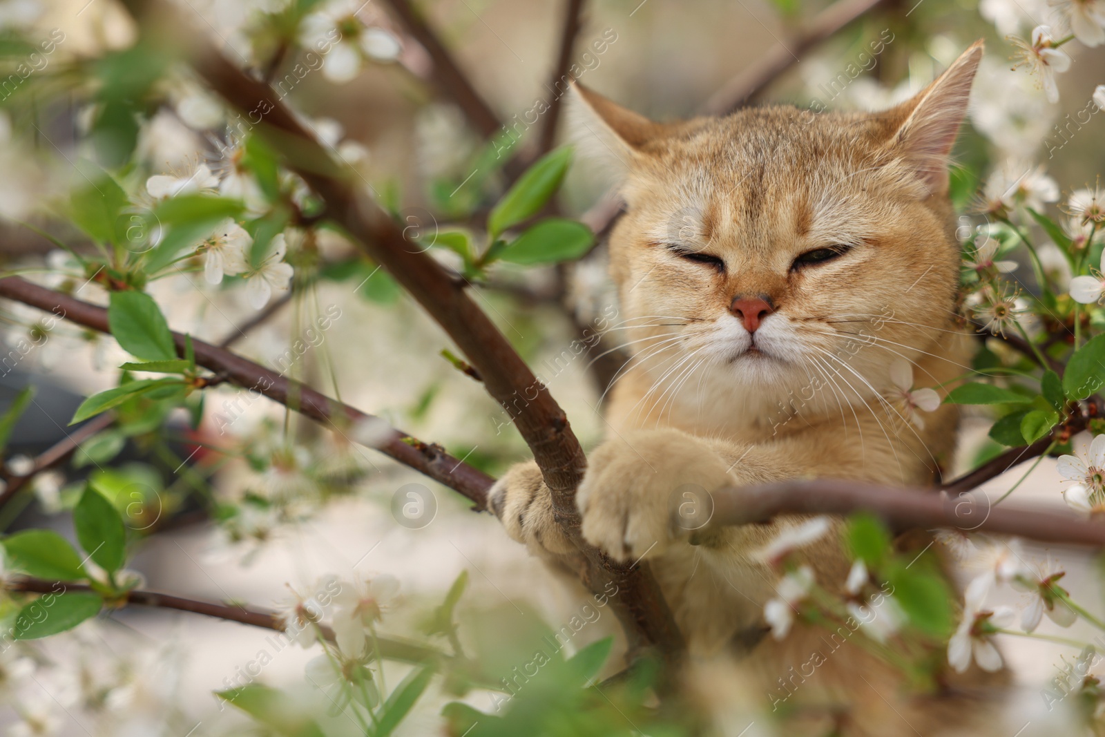 Photo of Cute cat among blossoming spring tree branches outdoors