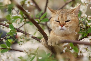 Cute cat among blossoming spring tree branches outdoors