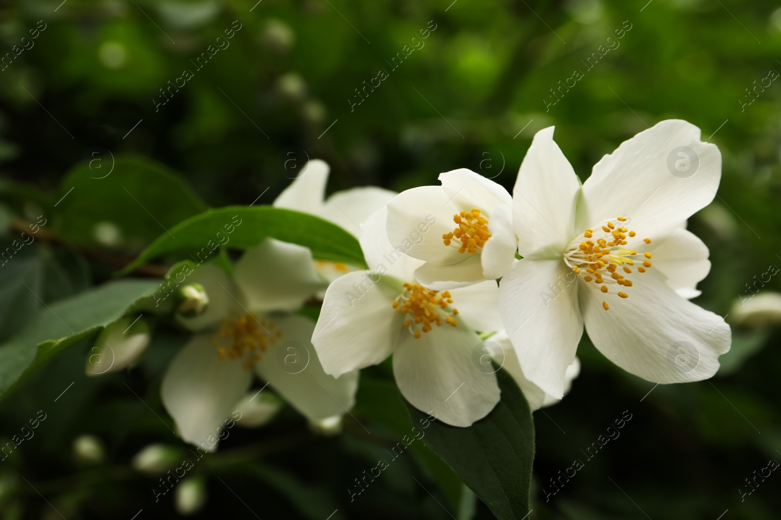 Photo of Closeup view of beautiful jasmine flowers outdoors