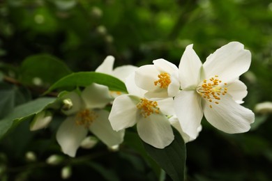 Photo of Closeup view of beautiful jasmine flowers outdoors