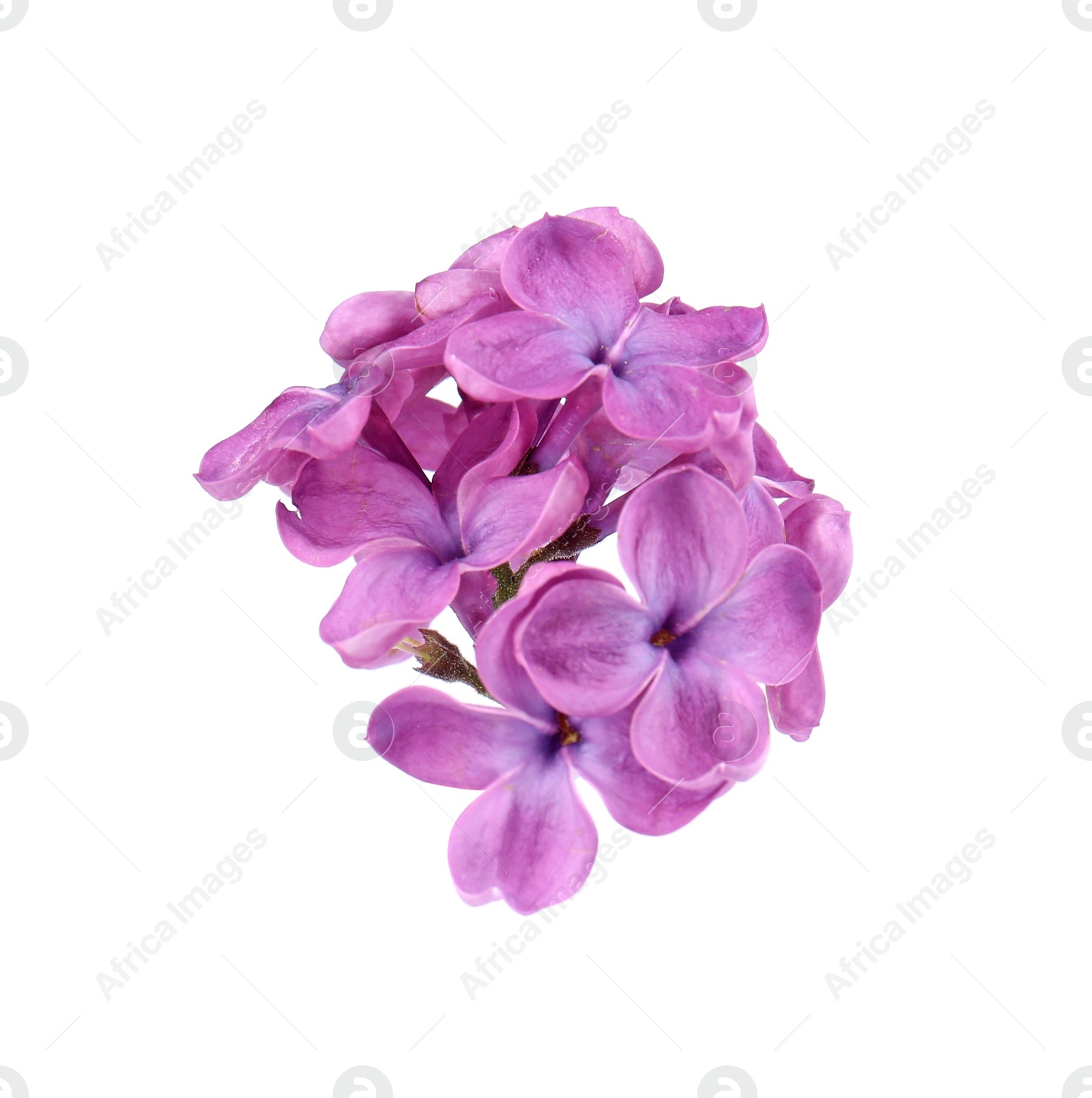 Photo of Beautiful fragrant lilac flowers on white background