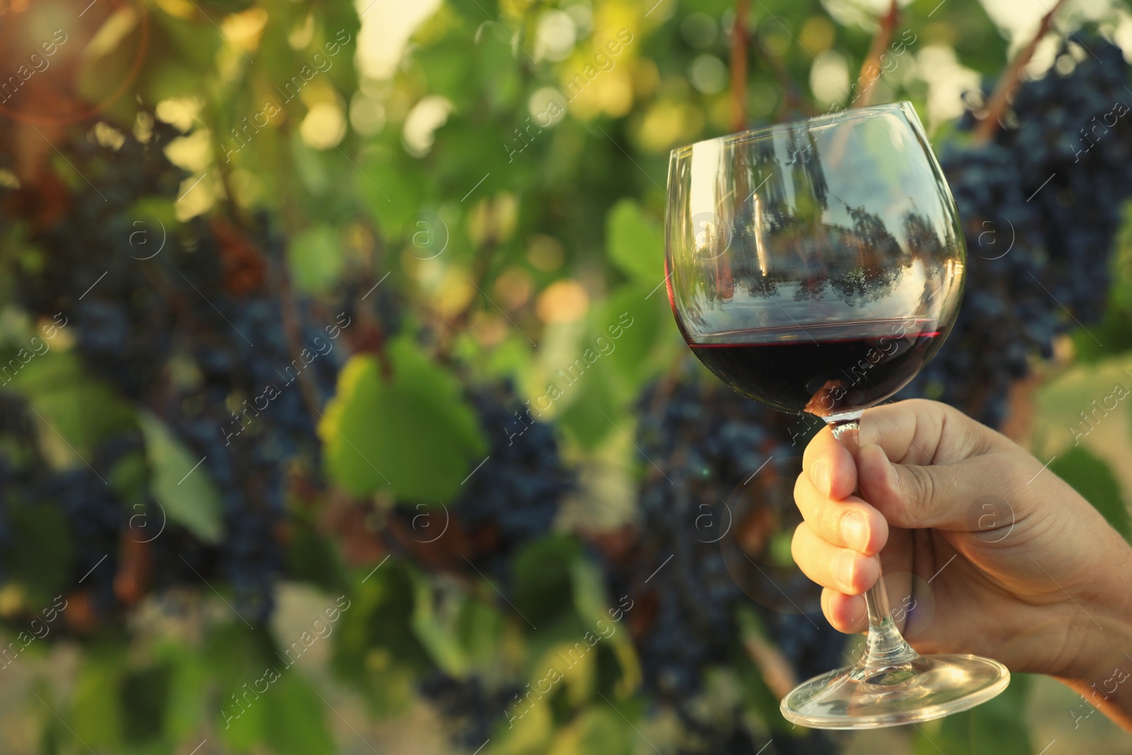 Photo of Man holding glass of wine in vineyard on sunny day, closeup. Space for text