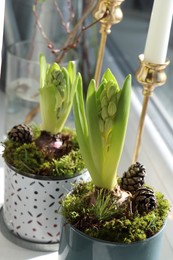 Photo of Potted hyacinths on window sill indoors. First spring flowers