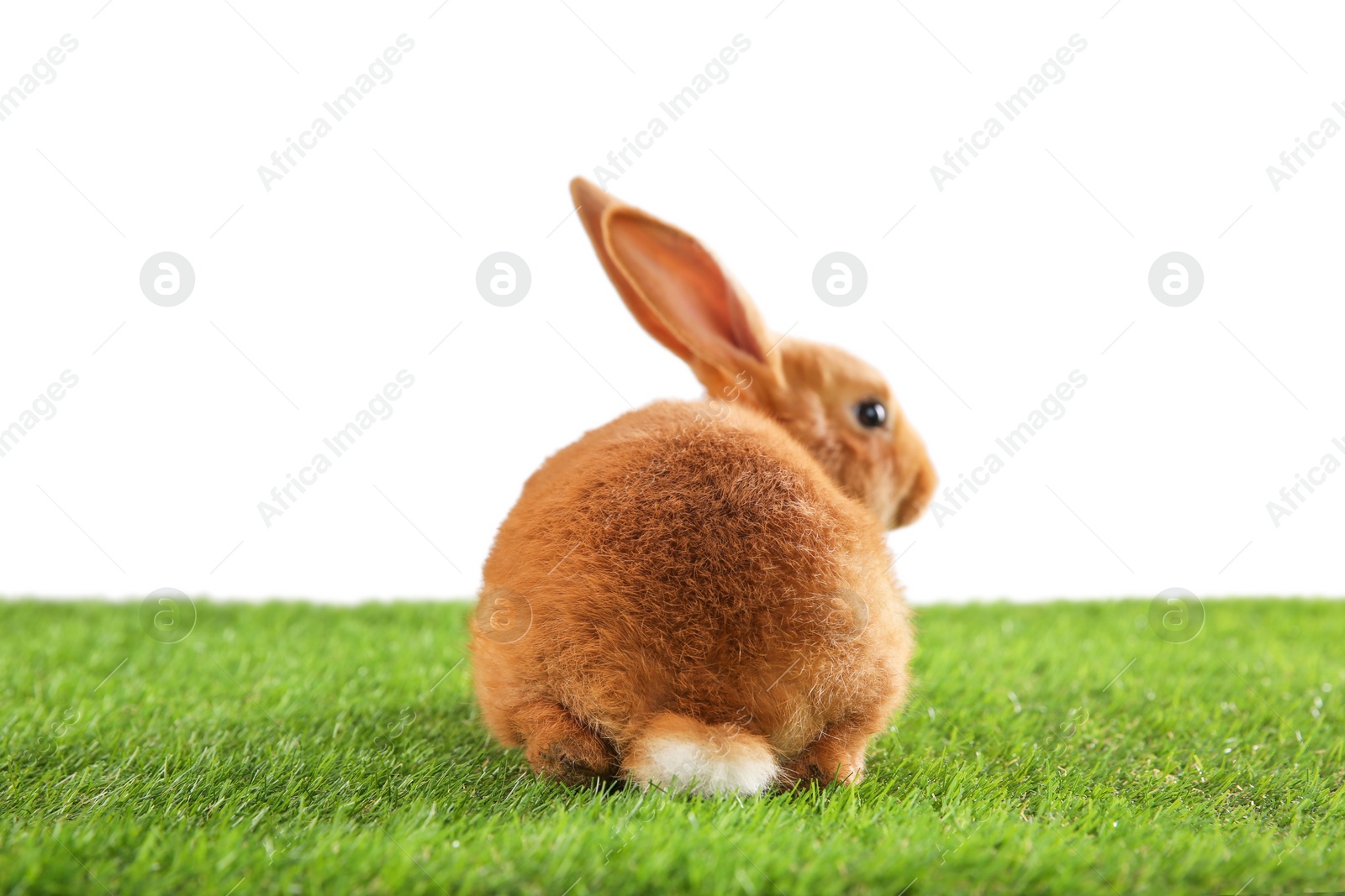 Photo of Cute bunny on green grass against white background. Easter symbol