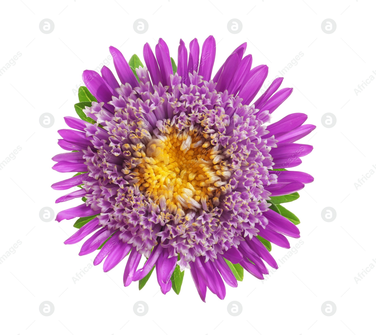 Photo of Beautiful bright aster flower on white background, top view