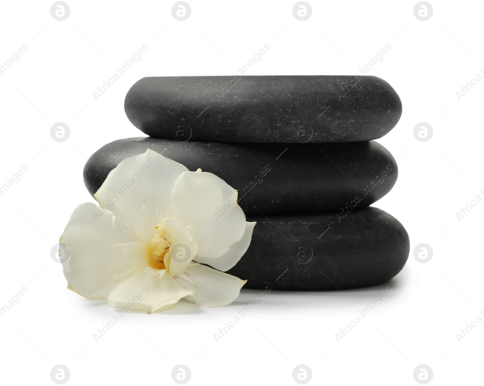 Photo of Stack of black spa stones and fresh flower on white background