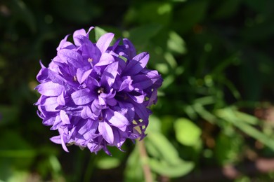 Photo of Closeup view of beautiful violet clustered bellflowers outdoors on sunny day. Space for text