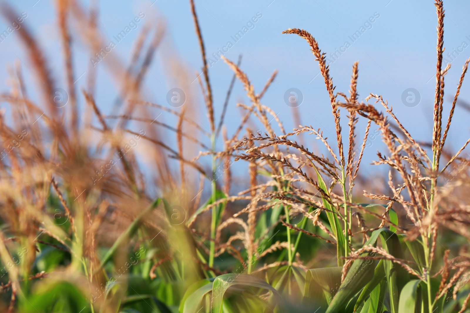 Photo of Beautiful view of corn field against blue sky