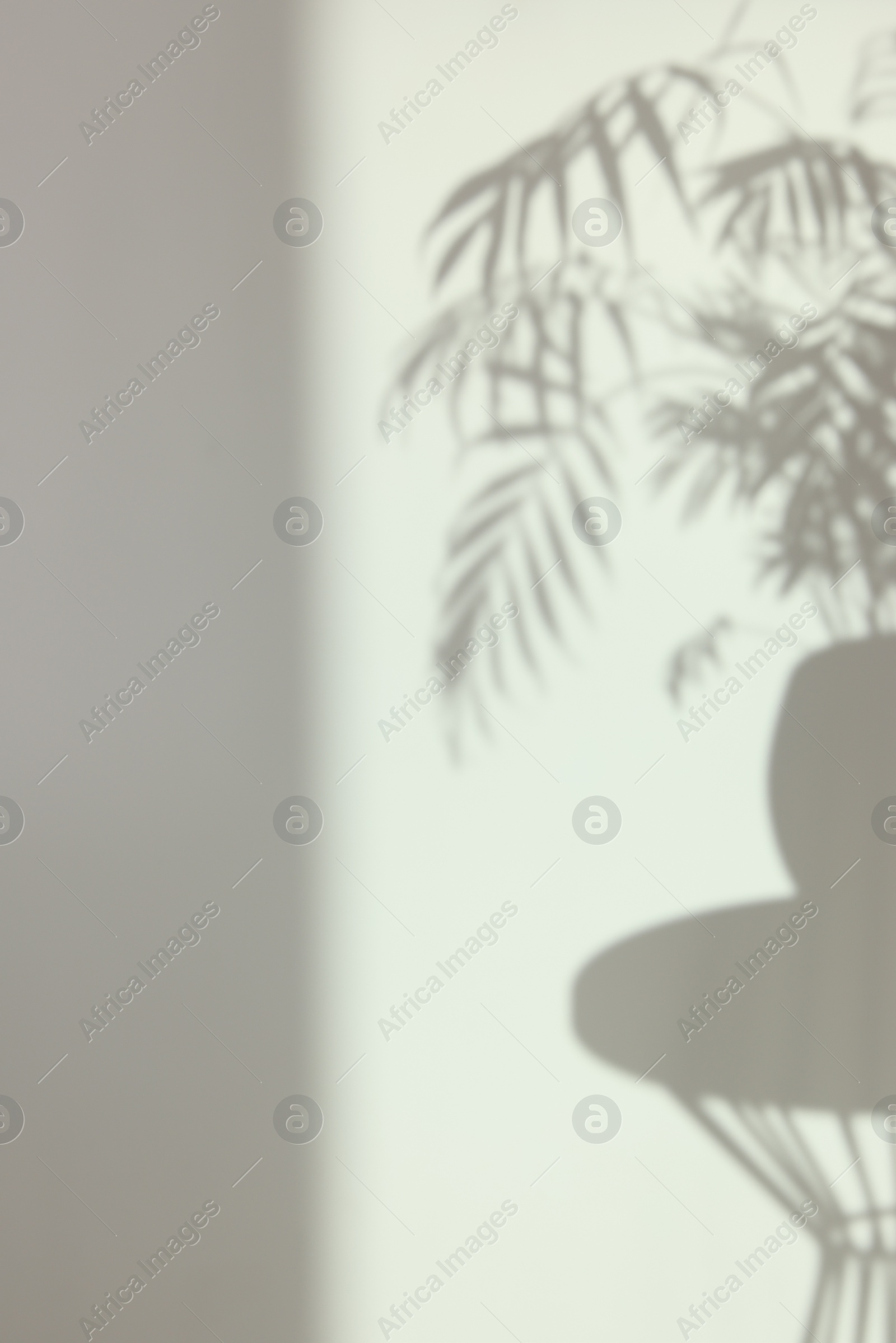 Photo of Shadows from plant on white wall indoors