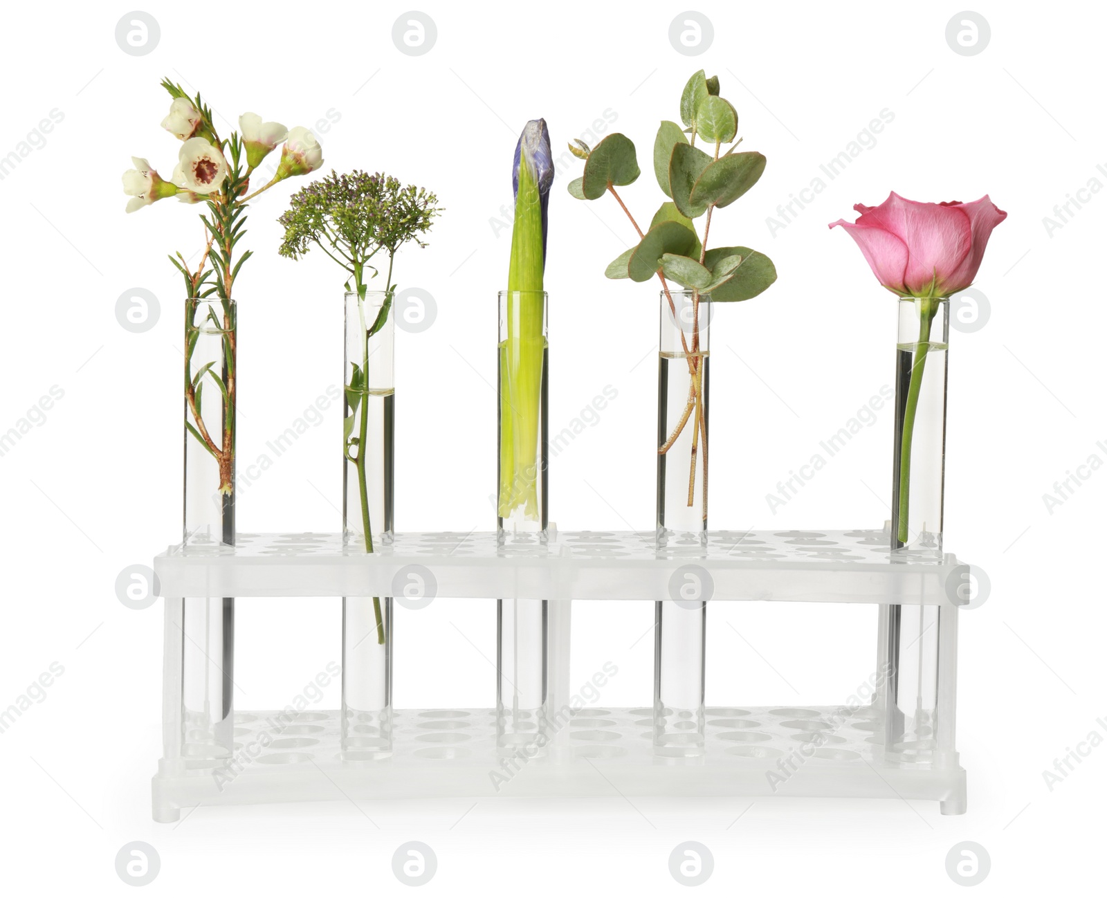 Photo of Different plants in test tubes on white background