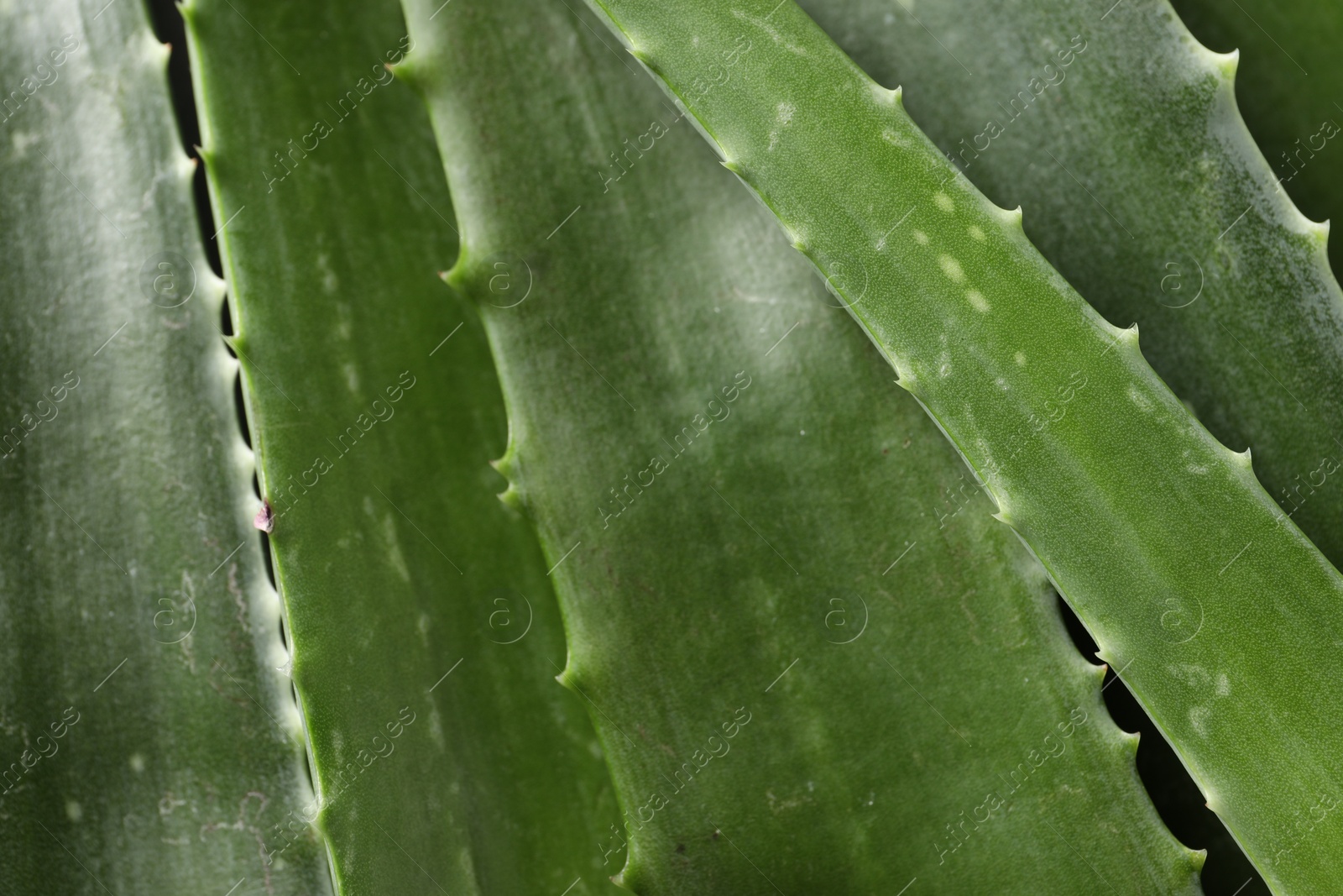Photo of Fresh aloe vera leaves as background, closeup