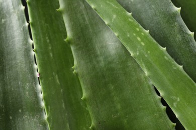 Fresh aloe vera leaves as background, closeup