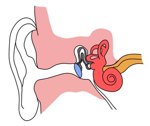 Anatomy of human ear on white background. Illustration