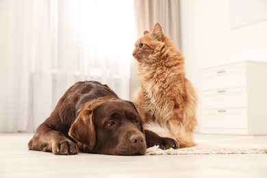 Photo of Cat and dog together on floor indoors. Fluffy friends