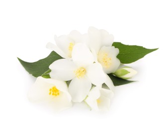 Photo of Branch of jasmine flowers and leaves isolated on white