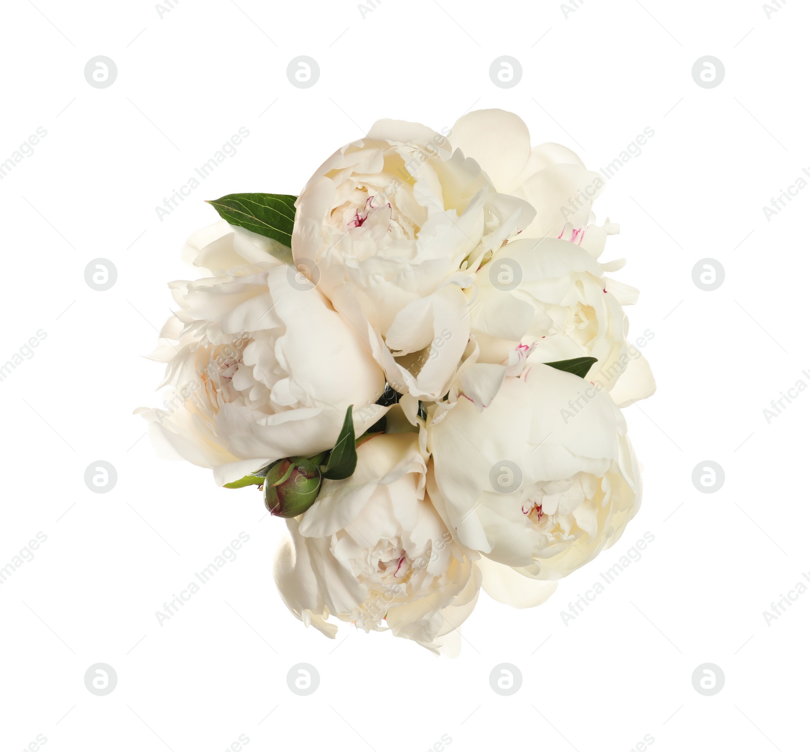 Photo of Bouquet of fresh peonies on white background, top view