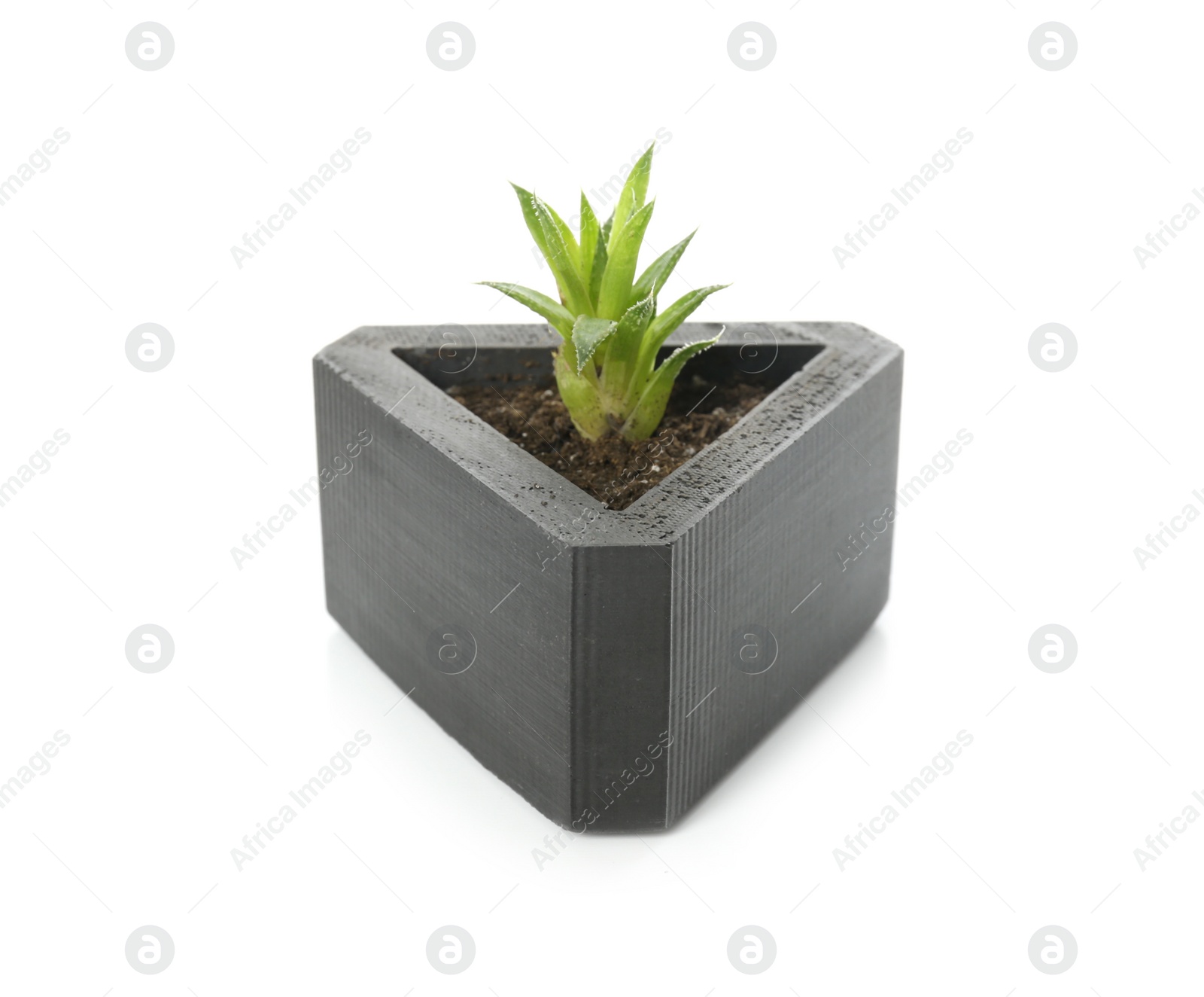 Photo of Succulent plant in black pot isolated on white