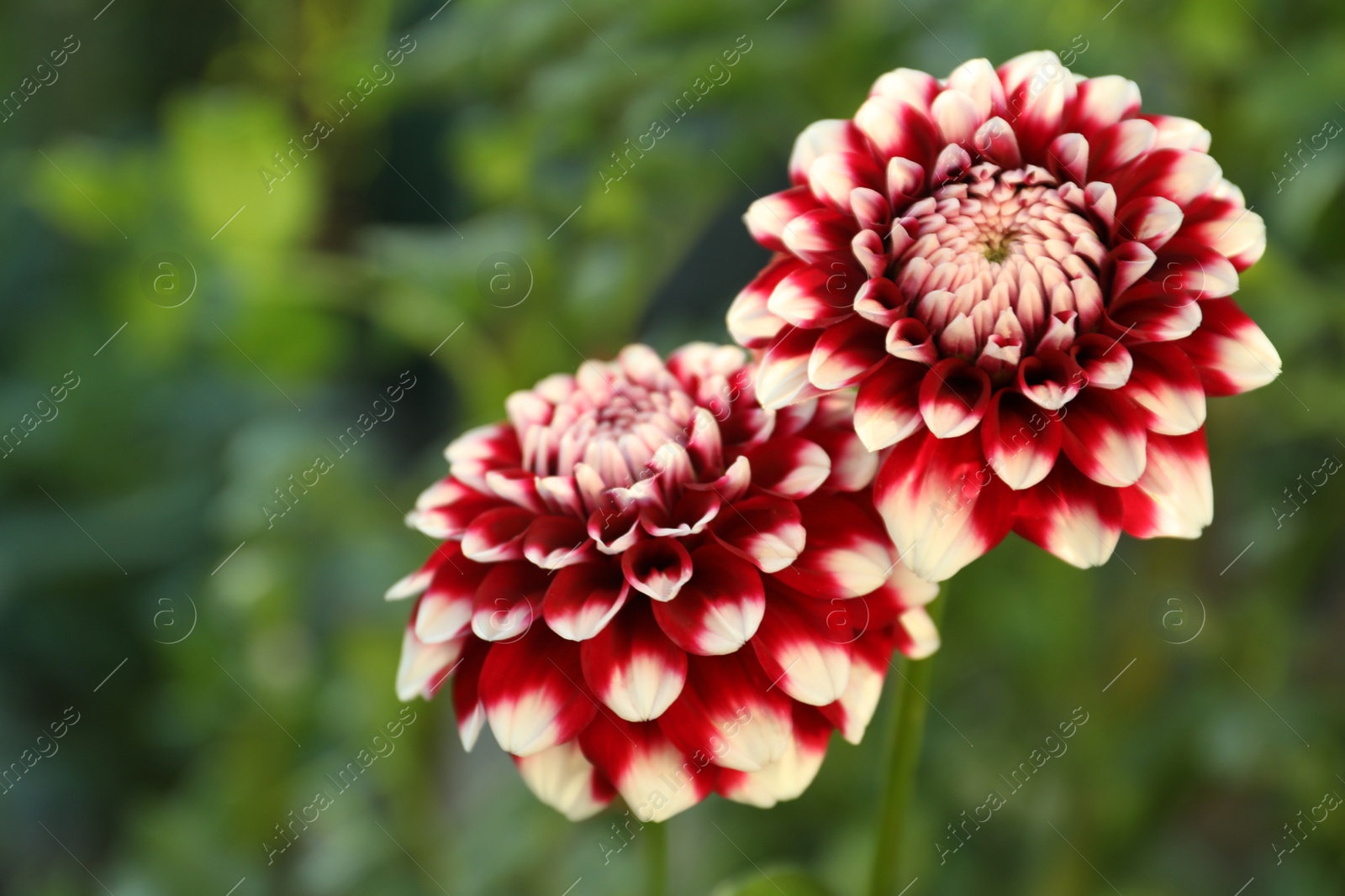 Photo of Beautiful blooming dahlia flowers in green garden