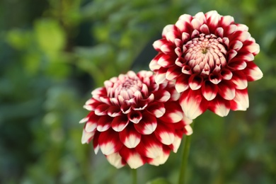 Beautiful blooming dahlia flowers in green garden