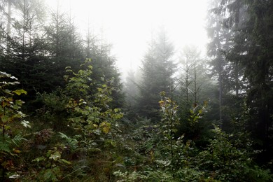Picturesque view of foggy forest. Beautiful landscape