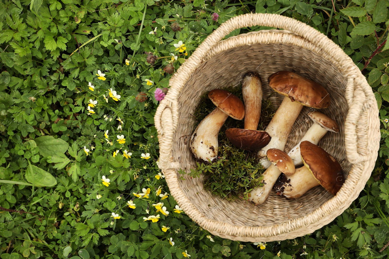 Photo of Wicker basket with fresh wild mushrooms outdoors, top view. Space for text