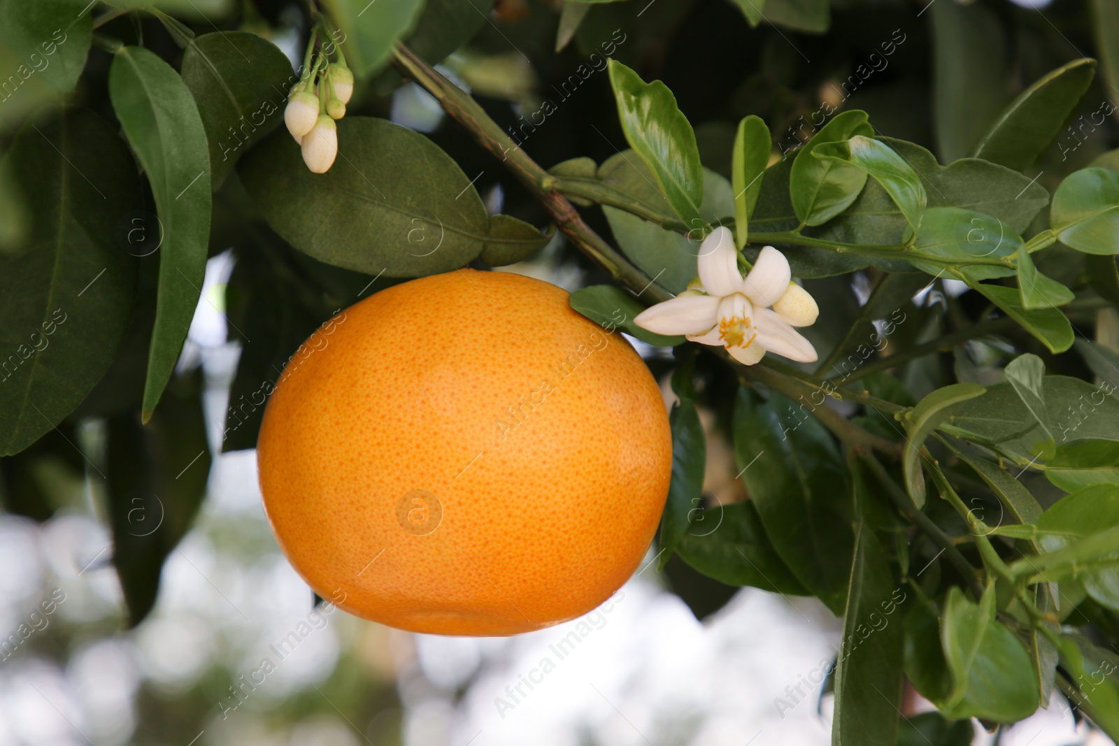 Photo of Ripe grapefruit and flowers growing on tree outdoors