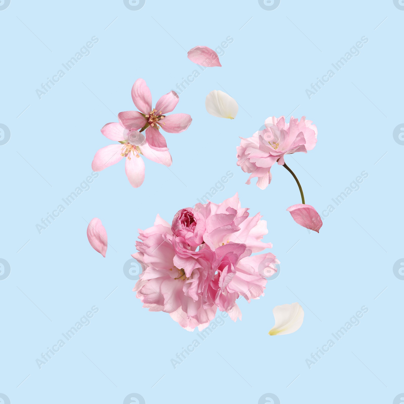 Image of Beautiful pink sakura tree flowers flying on turquoise background