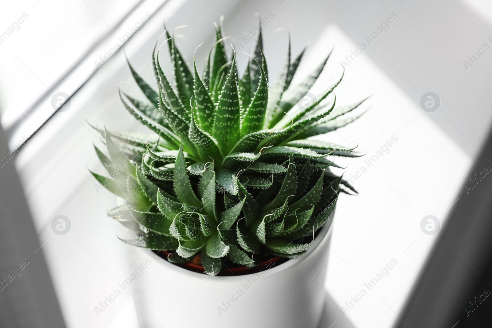 Photo of Beautiful succulent plant on windowsill at home, closeup