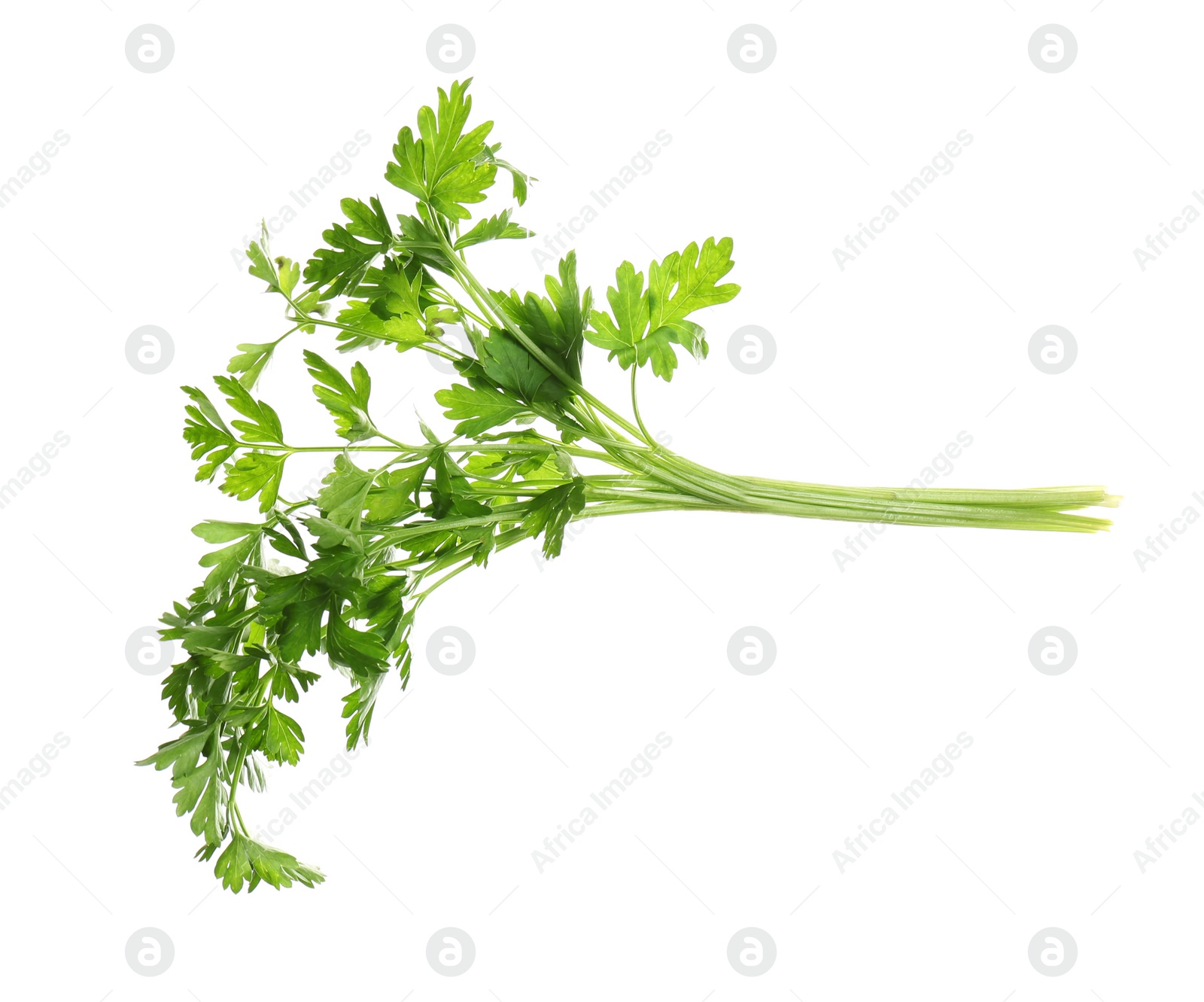 Photo of Bunch of fresh green parsley on white background