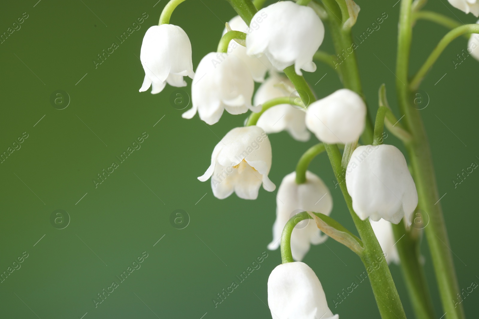 Photo of Beautiful lily of the valley flowers on blurred green background, closeup. Space for text