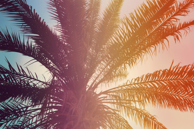 Beautiful tropical palm tree outdoors, toned in pink